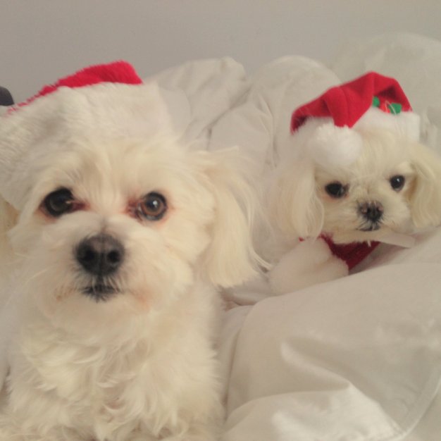 My dog, Toby, with his annoying little brother, Timmy. Photo description: 2 small white dogs with Santa hats on.